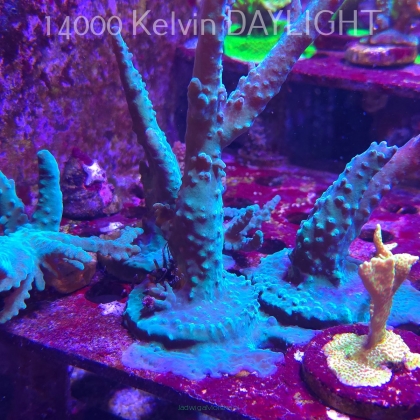 Acropora sp. AUSTRALIA (06.11.2025) MM1-II-3  16cm