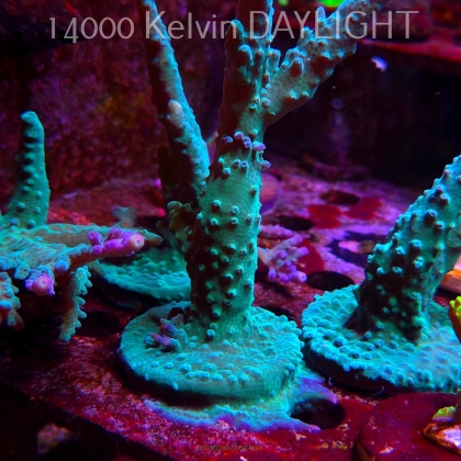 Acropora sp. AUSTRALIA (08.05.2025) MM1-II-3  12cm