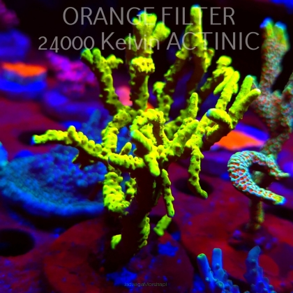 Anacropora WWC SLIMEBALL (08.05.2025) MM1-II-24  9cm