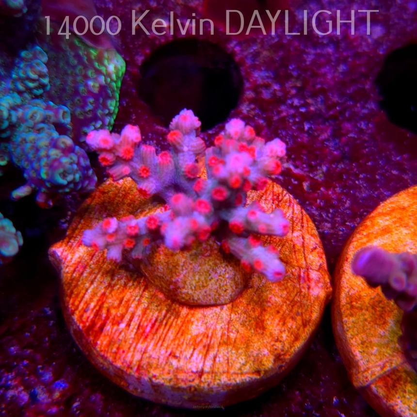 Cyphastrea decadia JF PINK BRANCHING (08.05.2025) MM1-II-13  2cm