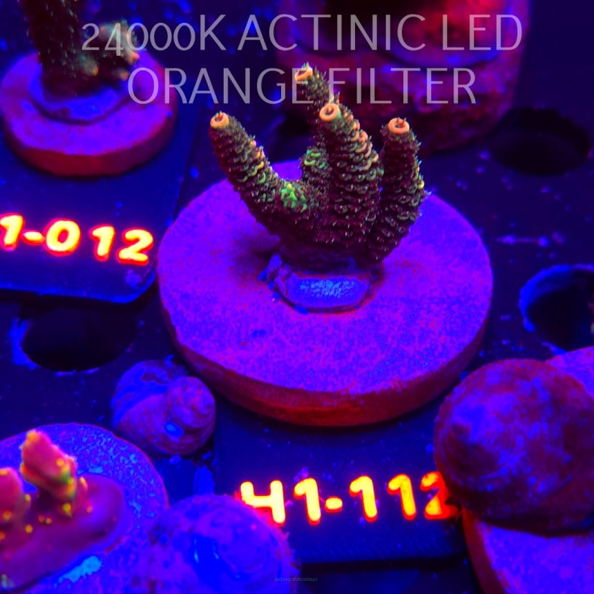 Acropora MILLEPORA JF SOLAR FLAME (01.02.2026) H1-112  5cm