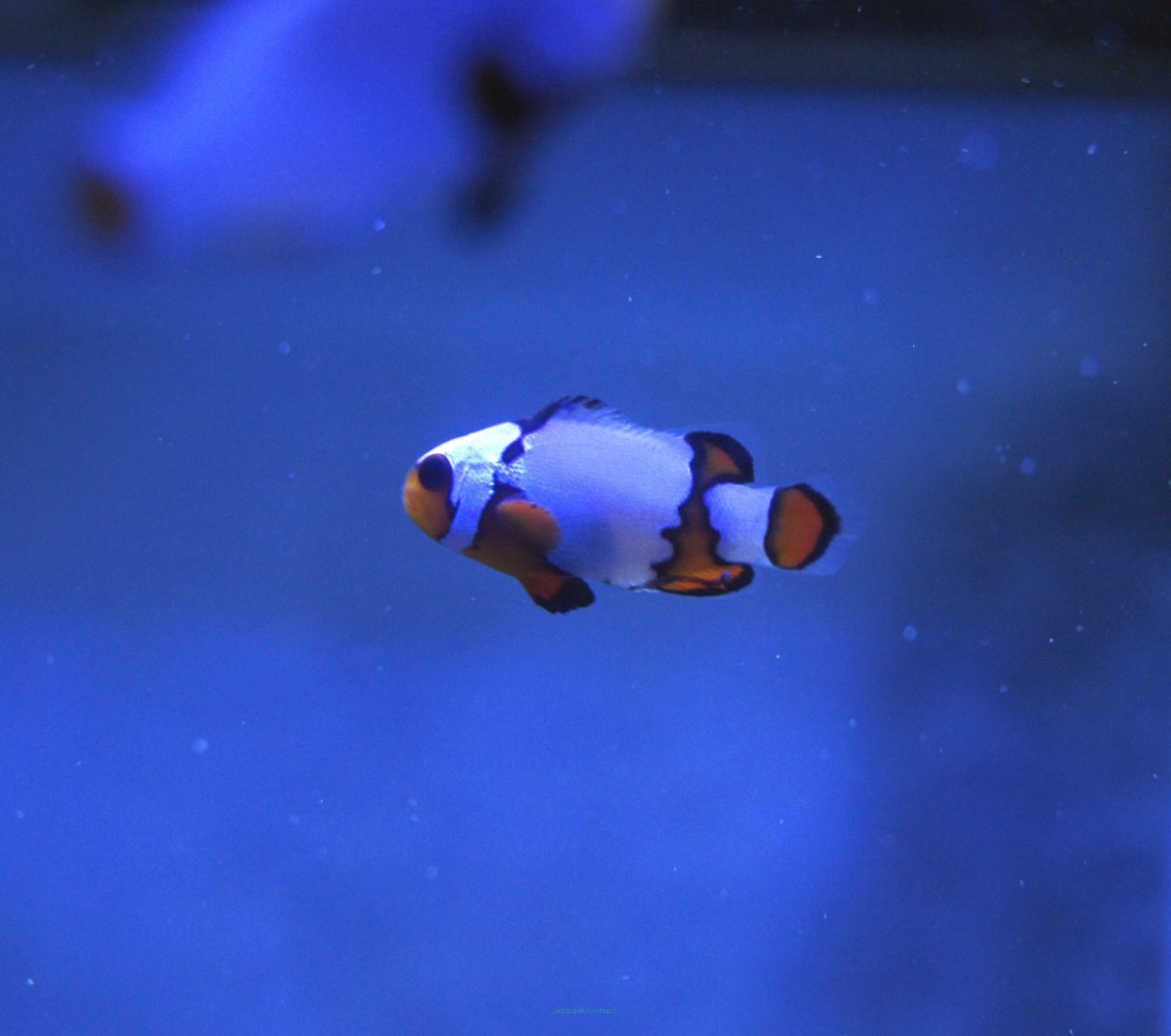 Amphiprion Ocellaris Snowflake Black Ice Premium Rozmiar 5 Cm