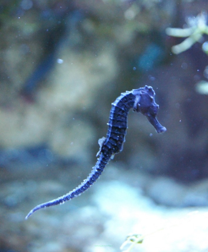 Hippocampus reidi - Black Opal rozmiar 5-6 cm