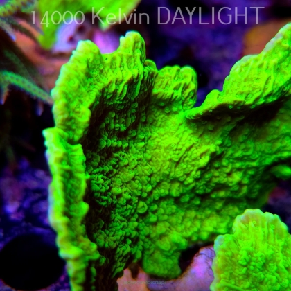 Montipora capricornis TOXIC GREEN (18.05.2025)  8cm