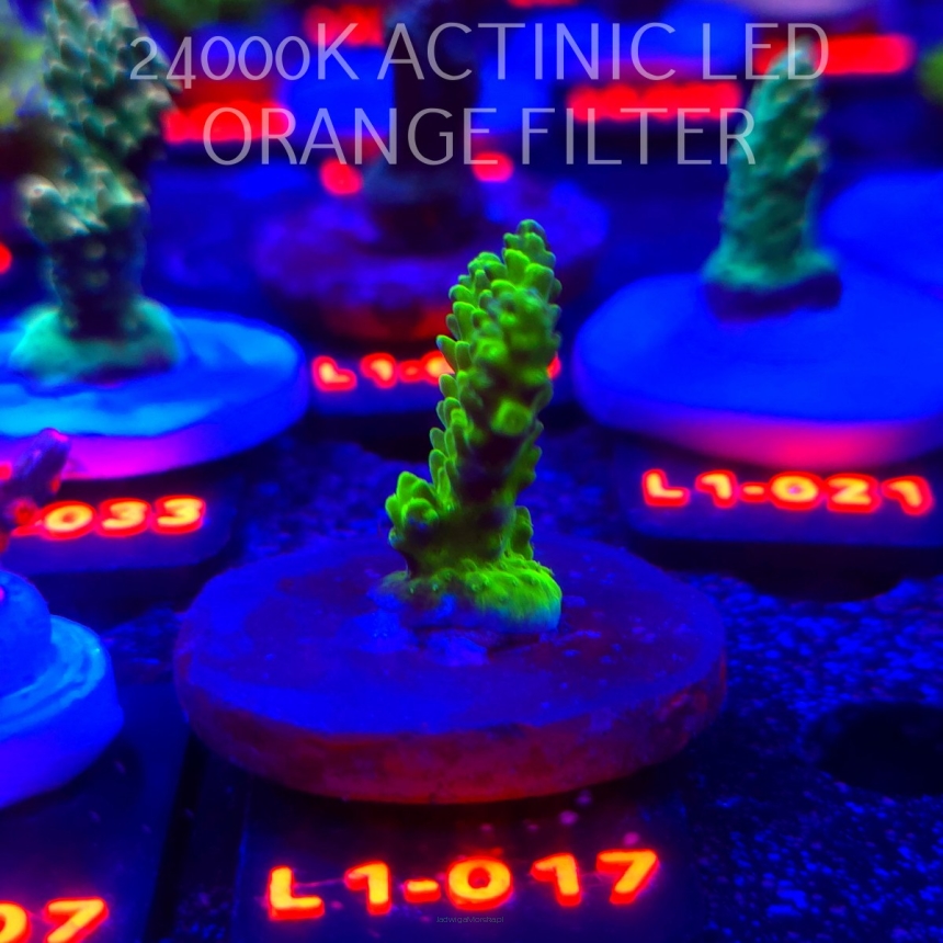 Acropora TOXIC TABLE GREEN (09.10.2025) L1-017  5cm