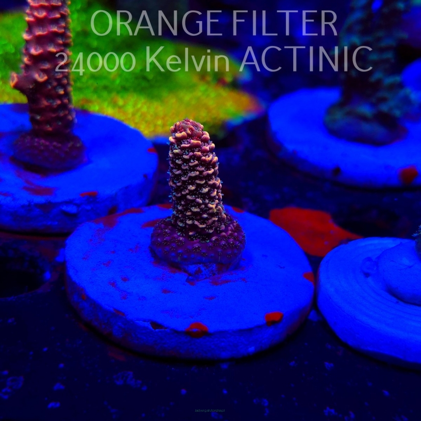 Acropora SPATHULATA RED (20.03.2025) L1-III-13  3cm