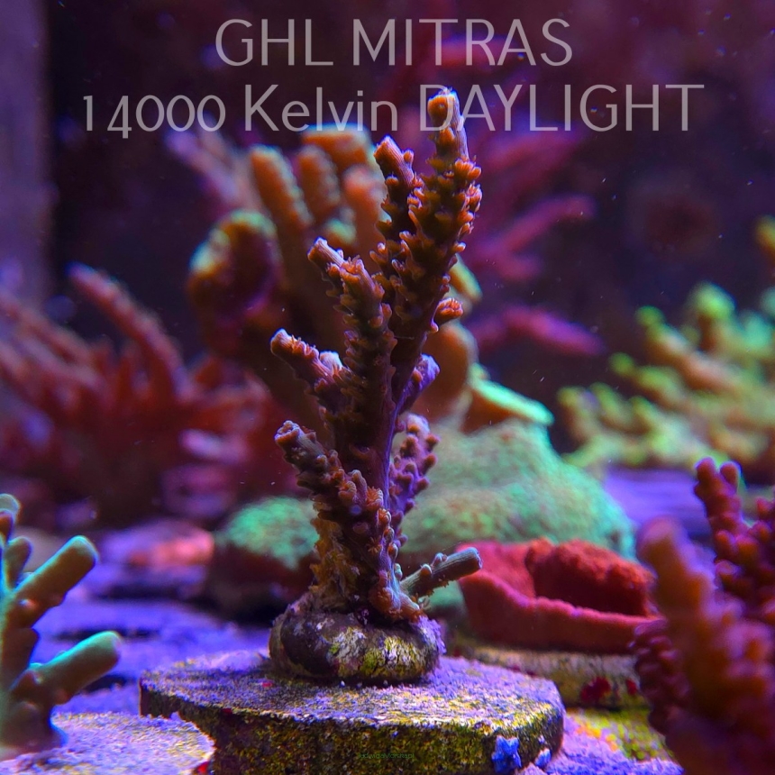 Acropora sp. AUSTRALIA (20.02.2025) L4-I-3  8cm