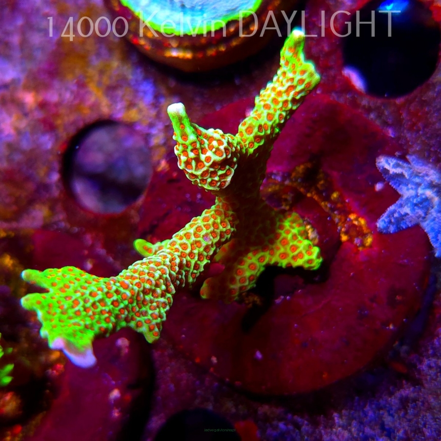 Montipora samarensis BUBBLEGUM (09.05.2025) MM1-I-2  5cm