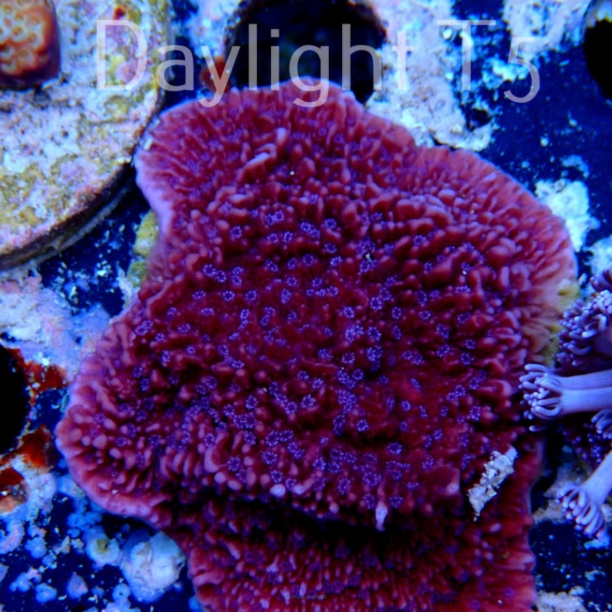 Montipora efflorescens PURPLE + BLUE POLYP (03.02.2022) MM5-II-23  4cm