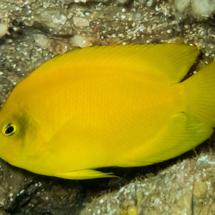 Centropyge heraldi (Yellow & Black Heraldi Angelfish) 7-8 cm