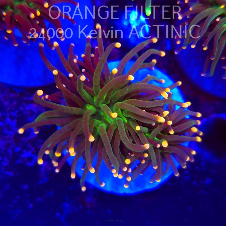   Euphyllia glabrescens Malaysian Miami Torch (20.06.2025)  2HEADS