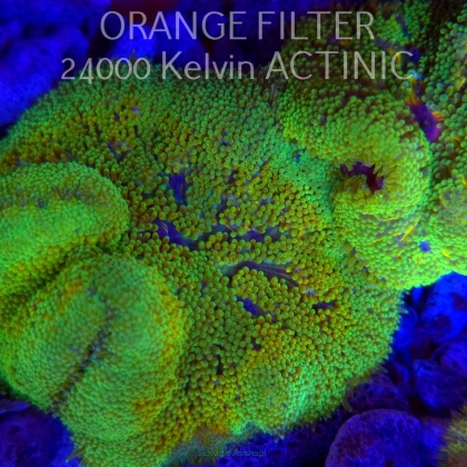 Stichodactyla TAPETUM Mini-Maxi Carpet Anemone GREEN FLUO (01.06.2025)  8cm