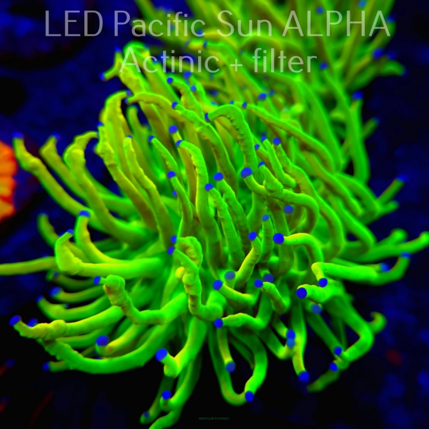  Euphyllia glabrescens REVERSE TIGER TORCH (18.03.2024)