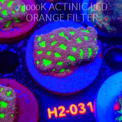 Favites DRAGON SOUL PRISM (01.12.2025) H2-031  4cm