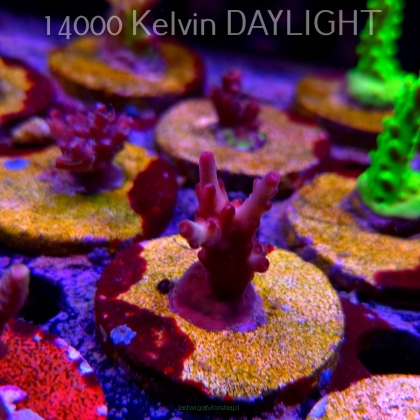 Acropora JMC PINK DREAM (24.05.2025) L2-II-21  3cm