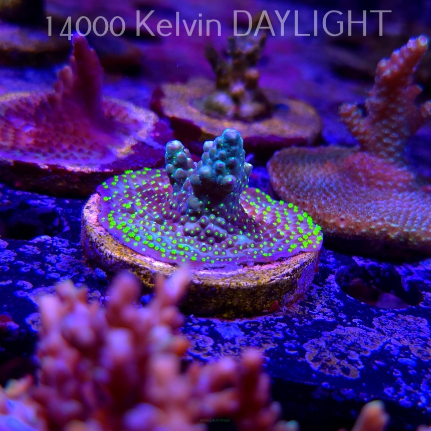 Acropora pinguis BLACK (21.06.2025) L4-III-11  5cm