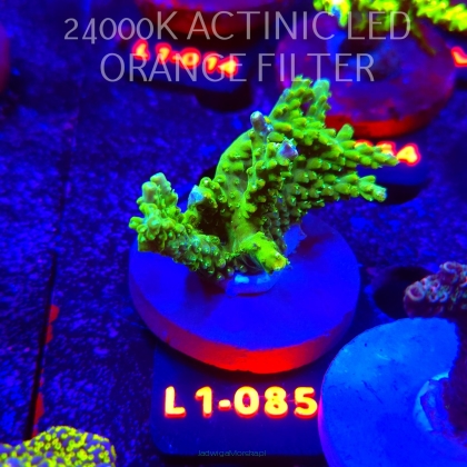 Acropora sp. AUSTRALIA (11.10.2025) L1-085  6cm