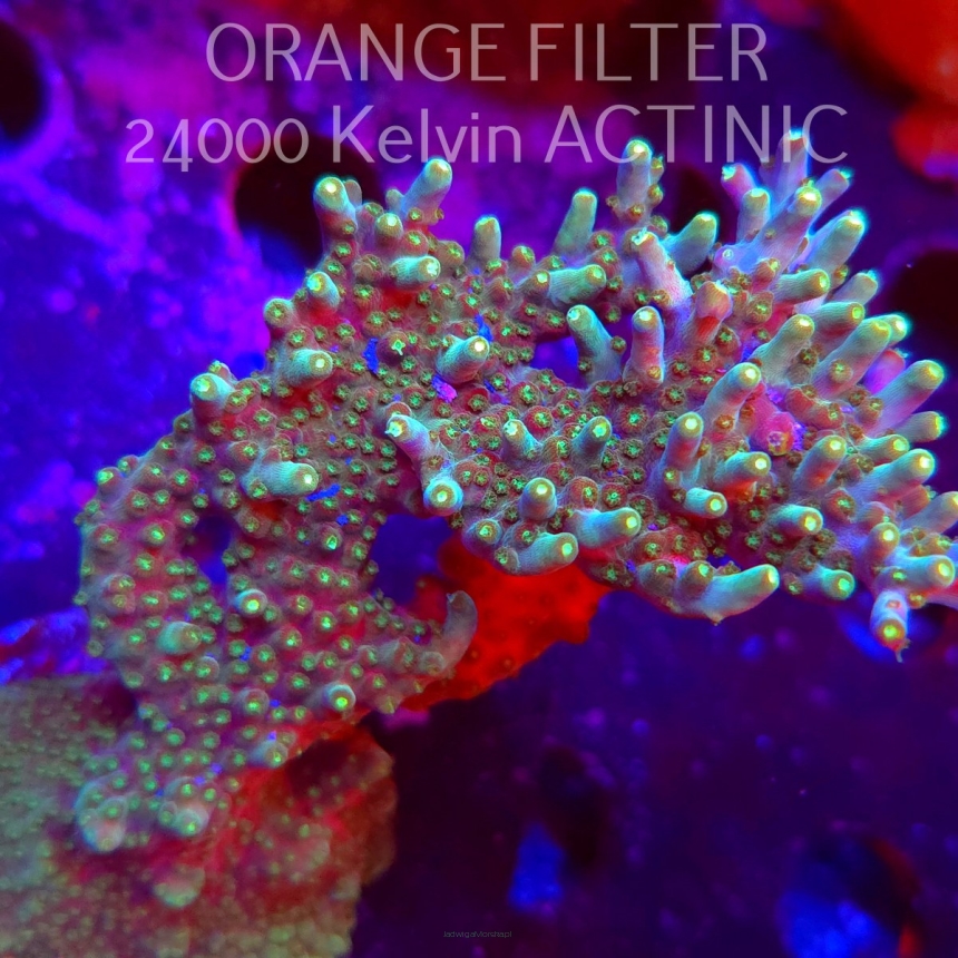 Acropora granulosa (08.04.2025) MM6-I-32  9cm