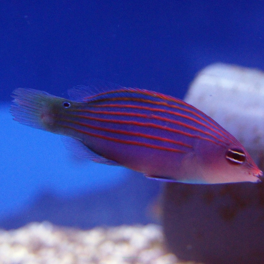 Pseudocheilinus hexataenia 4-5 cm