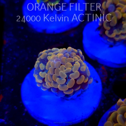 Euphyllia paraancora GOLD HOLOGRAM HAMMER (02.04.2025)