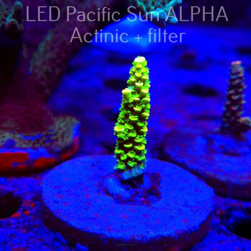 Acropora sp. AUSTRALIA (19.01.2025) L2-III-11  4cm