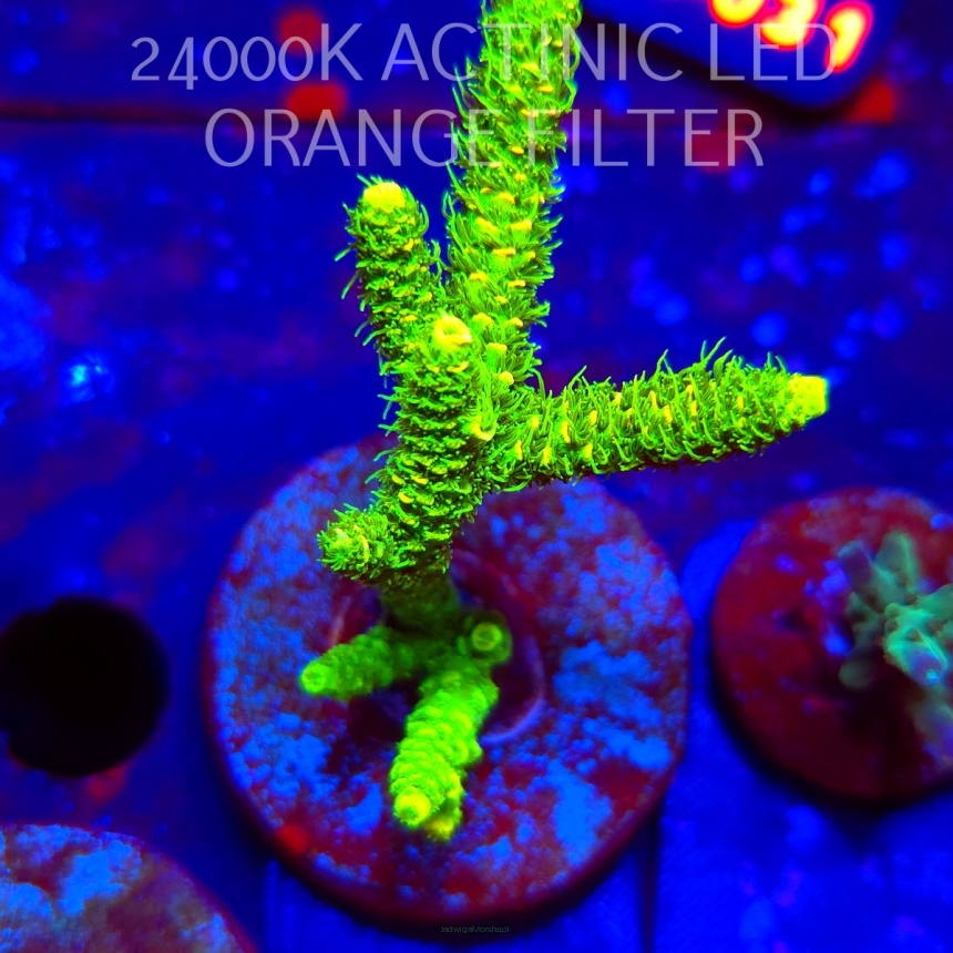 Acropora MILLEPORA SUNSET  (06.01.2026) L4-118  8cm