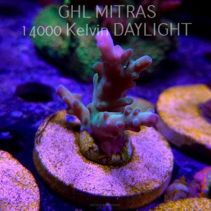 Acropora sp. AUSTRALIA (20.02.2025) L4-II-10  5cm