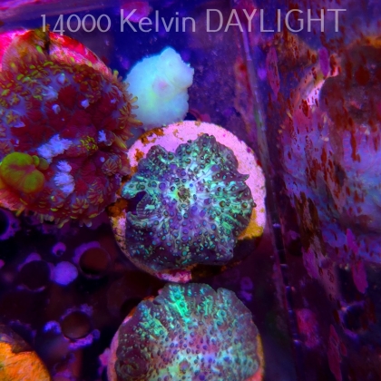 Discosoma sp. JAWBREAKER (03.06.2025)  3cm