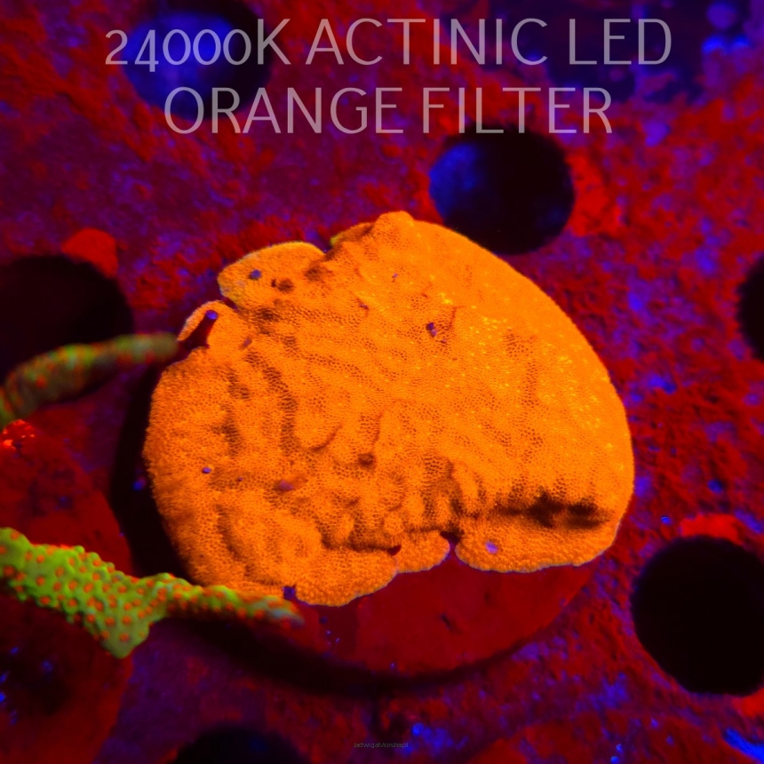 Leptoseris foliosa GOLD (08.11.2025) MM1-I-3  5cm