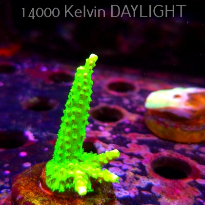 Acropora formosa TOXIC GREEN (07.04.2025) MM6-II-20  6cm