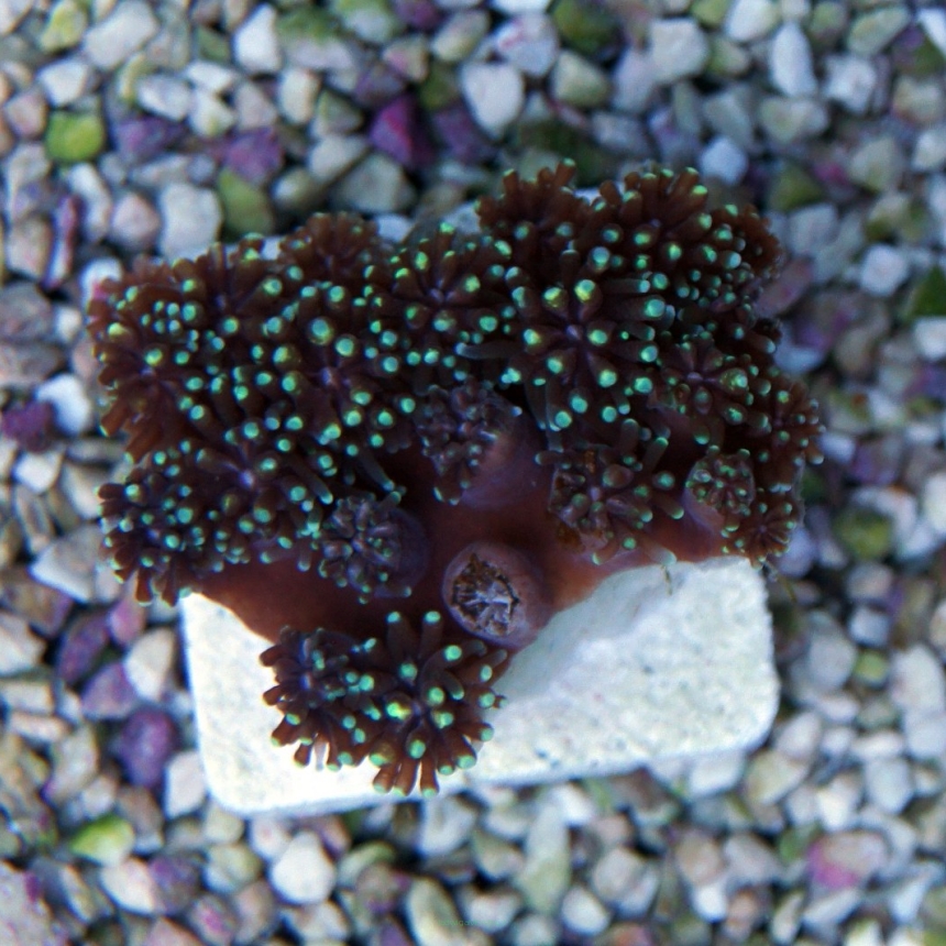 Galaxea fascicularis