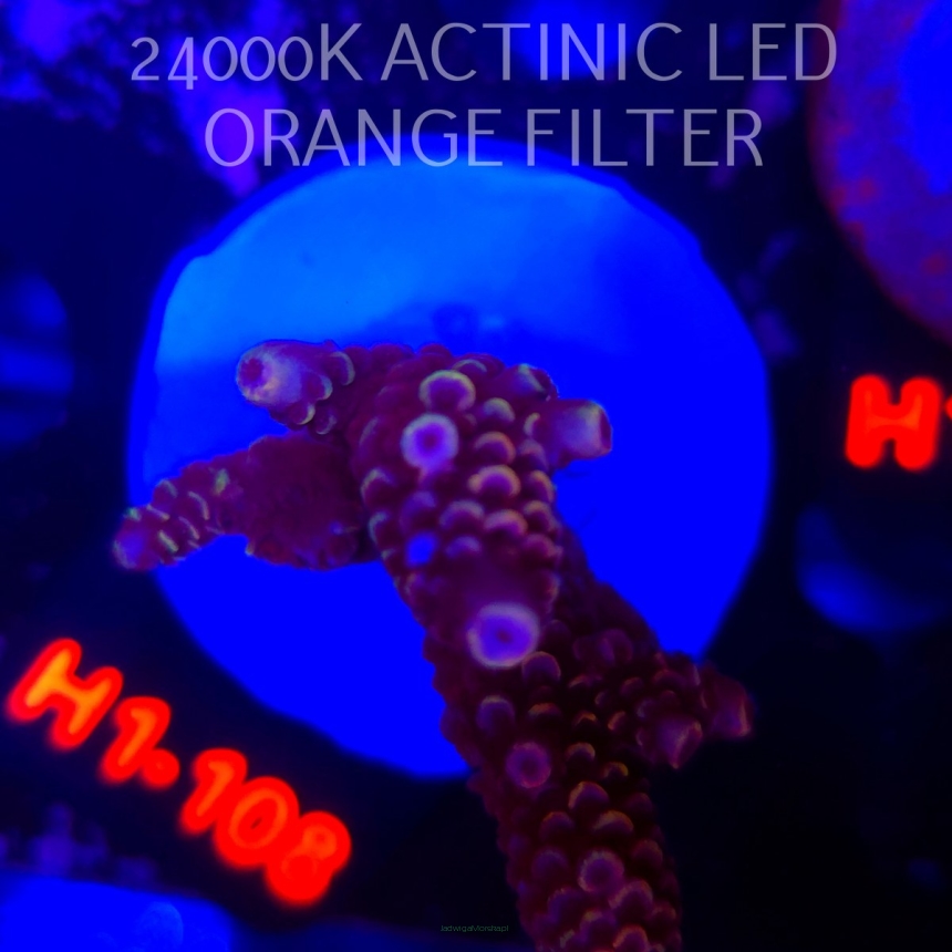 Acropora spathulata CORAL SEA ULTRA (04.02.2026) H1-108  6cm