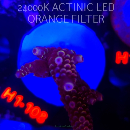 Acropora spathulata CORAL SEA ULTRA (04.02.2026) H1-108  6cm