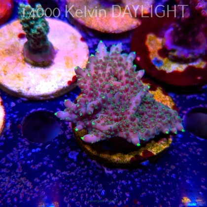 Acropora efflorescens TABLE ACRO (24.05.2025) L2-II-28  7cm
