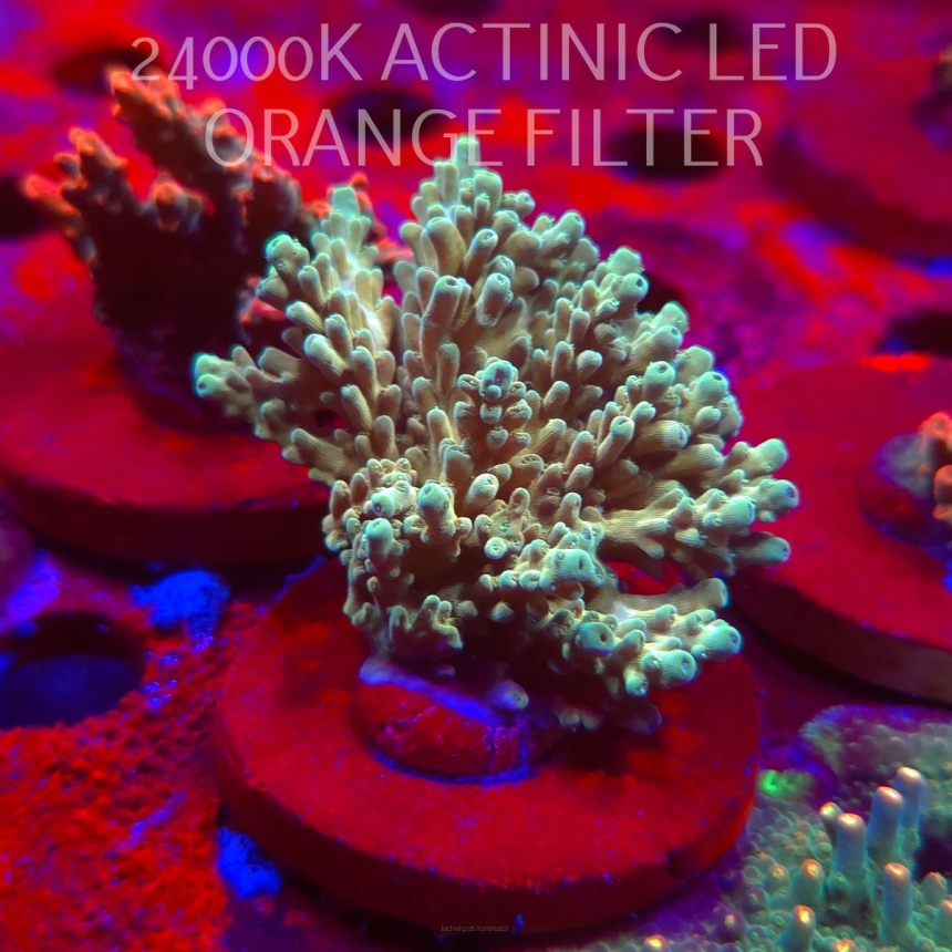  Acropora TSA GOLDEN JAWDROPPER (06.11.2025) MM1-II-20  6cm