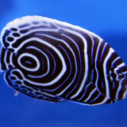 Pomacanthus imperator rozmiar 6 cm