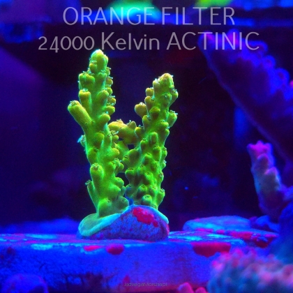 Acropora GOLD FEVER (20.03.2025) L1-I-1  5cm