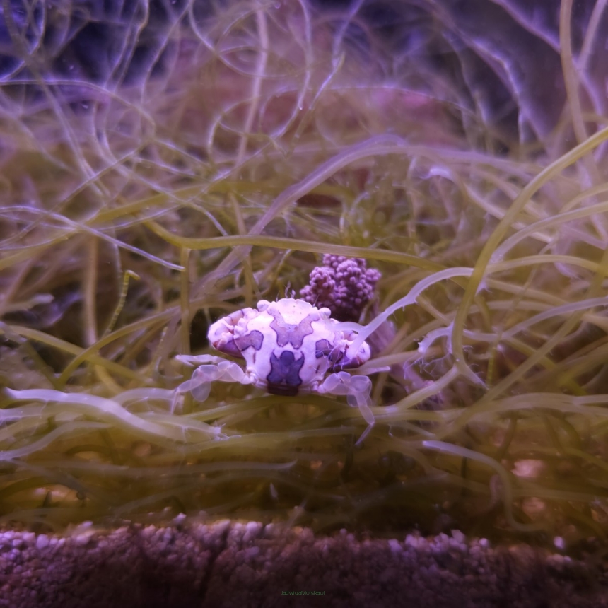 Lissocarcinus laevis (The harlequin crab)