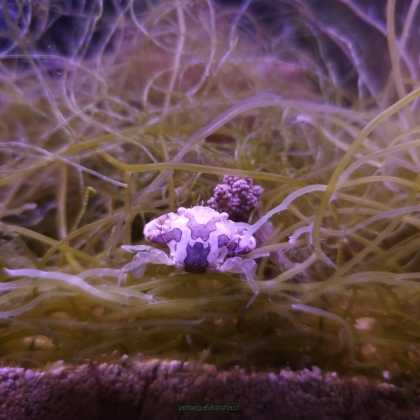 Lissocarcinus laevis (The harlequin crab)