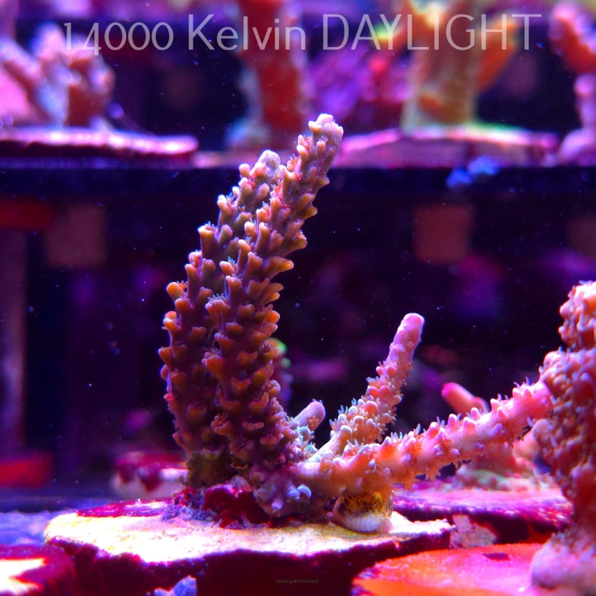Acropora sp. AUSTRALIA (19.06.2025) L3-I-11  8cm