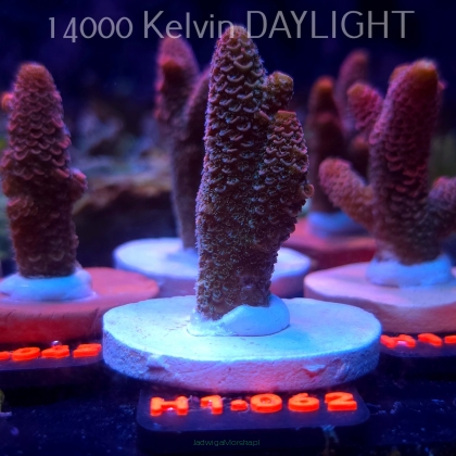 Acropora spathulata CORAL SEA ULTRA RED (16.10.2025) H1-062  6cm