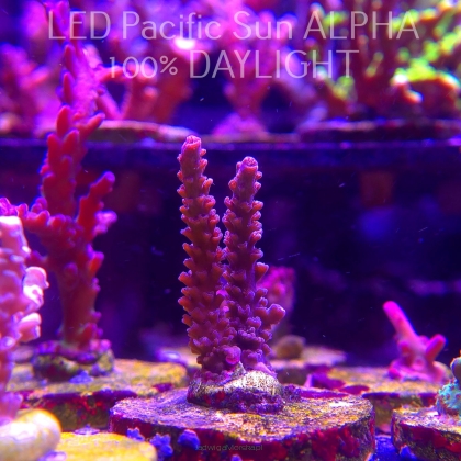 Acropora sp. AUSTRALIA (02.02.2025) L3-I-11  5cm