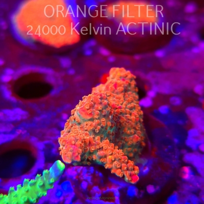 Acropora sp. AUSTRALIA (06.04.2025) MM6-III-18  3cm