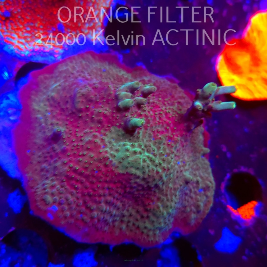 Acropora granulosa (11.08.2025) MM6-I-36  7cm