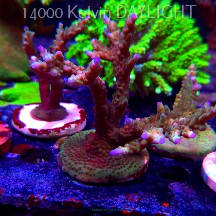 Acropora sp. AUSTRALIA (19.06.2025) L3-III-9  11cm