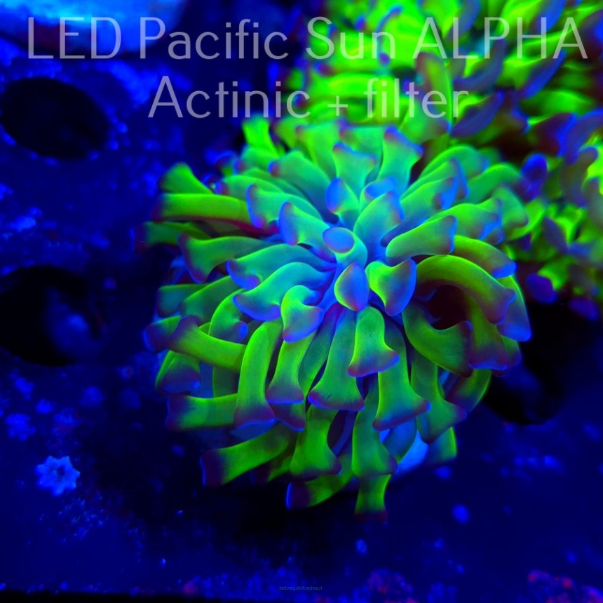 Euphyllia paraancora GREEN HOLOGRAM HAMMER (02.11.2024)