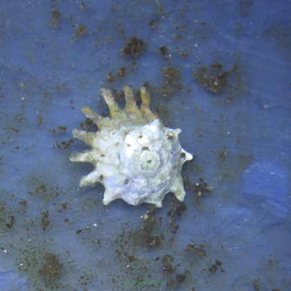 Astraea phoebia (Ninja star snail)