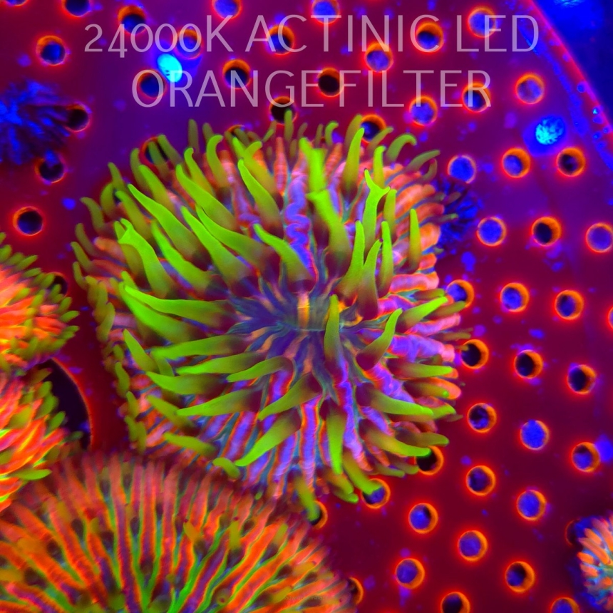 Heliofungia fralinae RAINBOW ULTRA (16.10.2025)  5cm