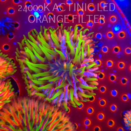 Heliofungia fralinae RAINBOW ULTRA (16.10.2025)  5cm