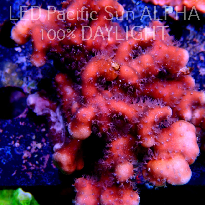 Blue Ridge Coral - Heliopora coerulea - Blue Fire Coral (27.05.2022)  8cm